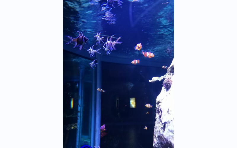 Aquarium - museum van Luik